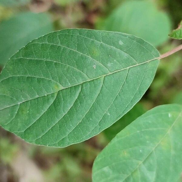 Frangula alnus Leaf