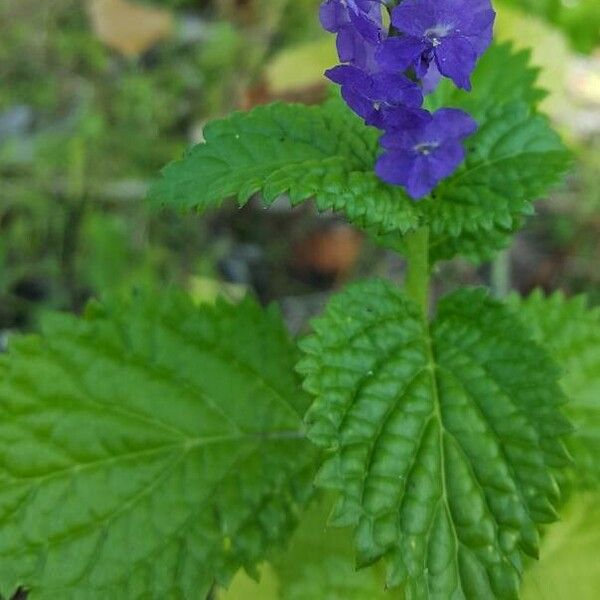 Stachytarpheta jamaicensis Blüte