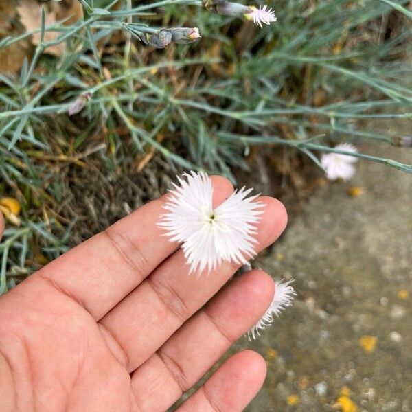 Dianthus plumarius Floare