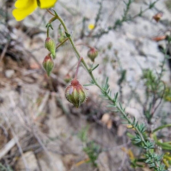 Fumana laevipes Flower