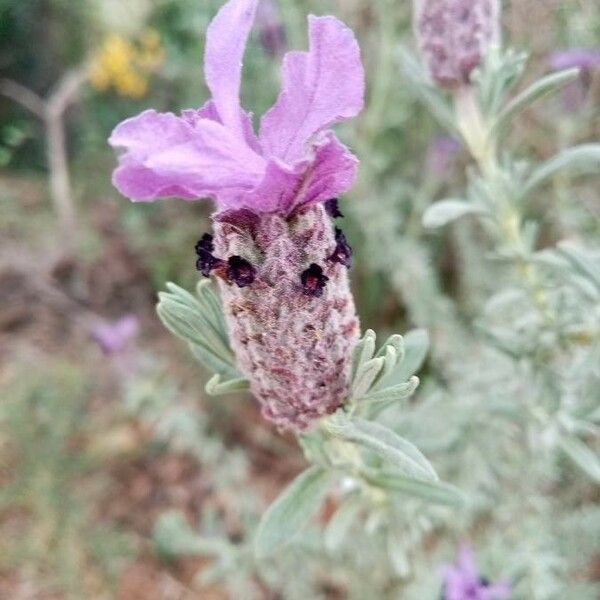 Lavandula stoechas Flower