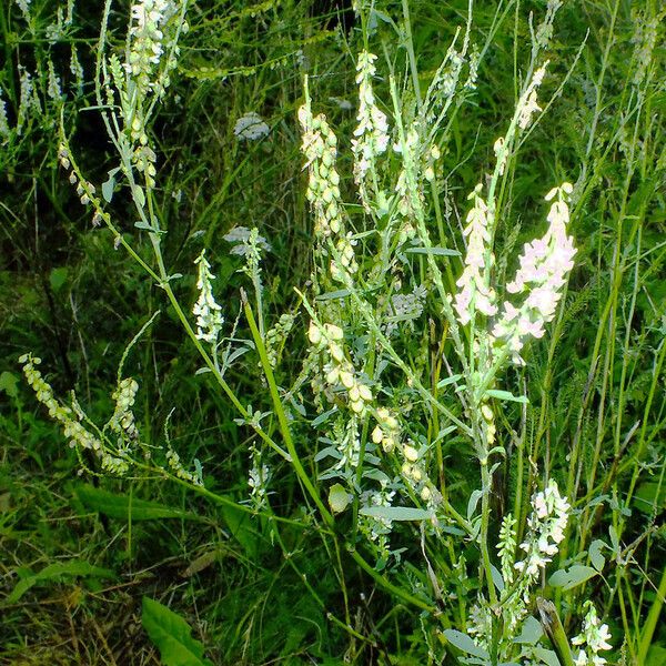 Melilotus albus Blodyn