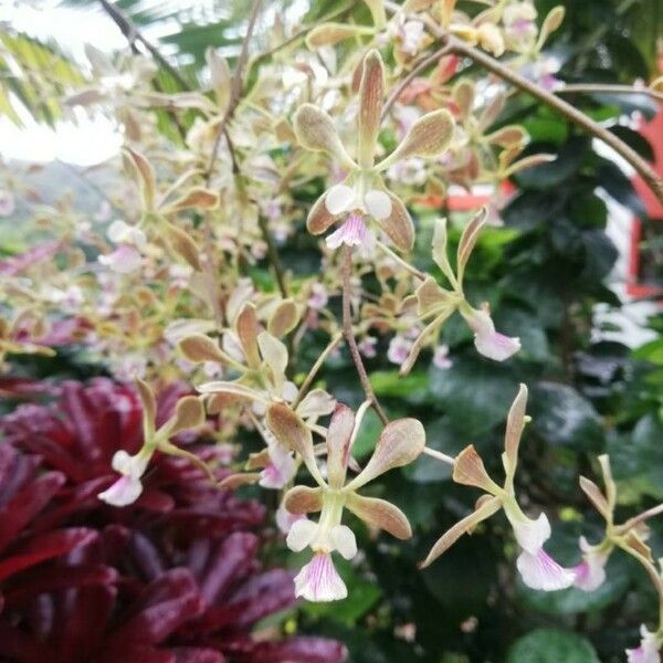 Encyclia tampensis Flower