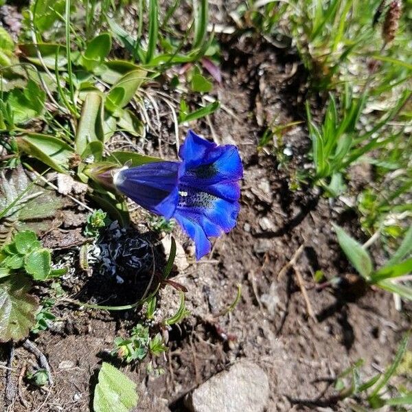 Gentiana alpina 花