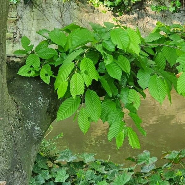 Carpinus betulus Foglia