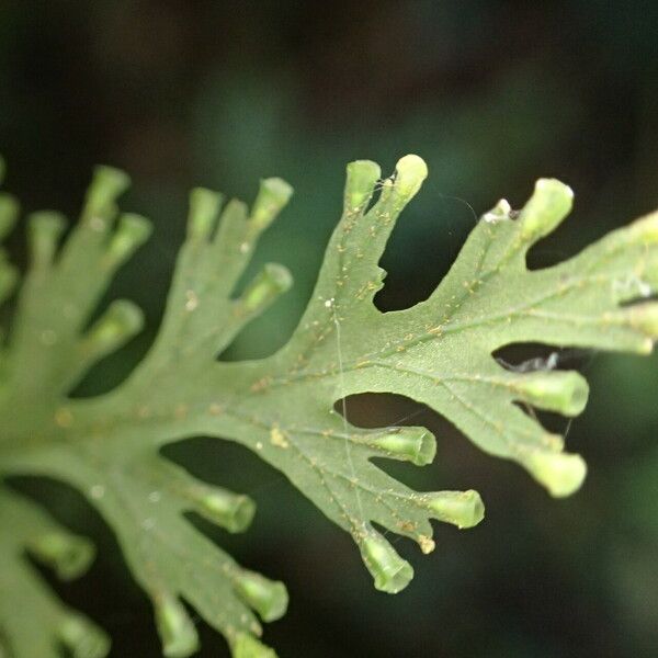 Trichomanes diaphanum Leaf