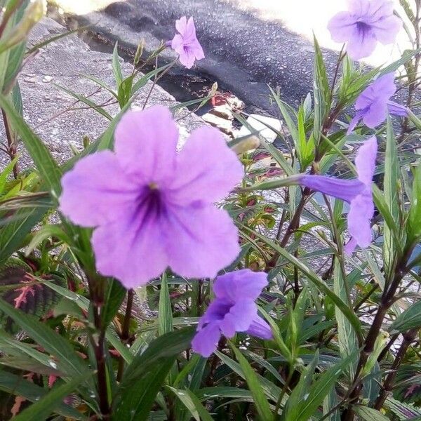 Ruellia simplex Çiçek