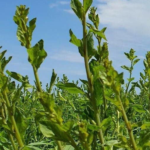 Chenopodium album Leht