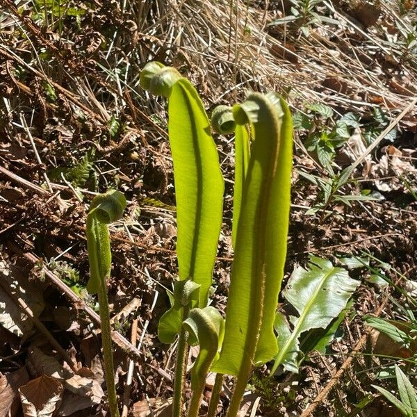 Asplenium scolopendrium Лист