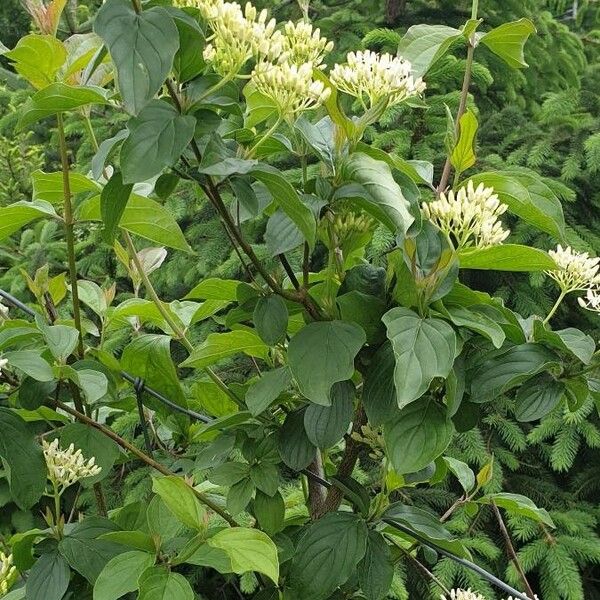 Cornus sanguinea Habitatea