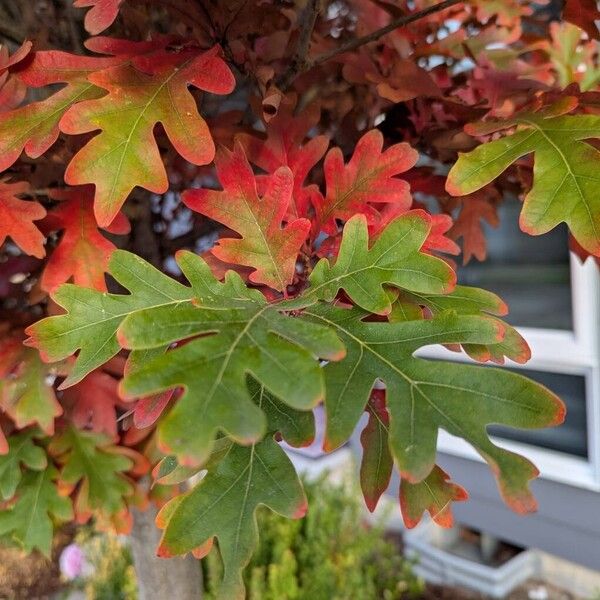 Quercus alba Folha