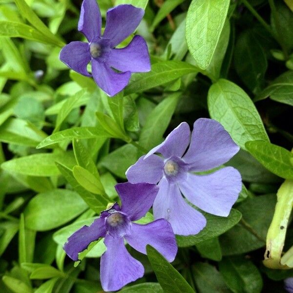 Vinca minor 花