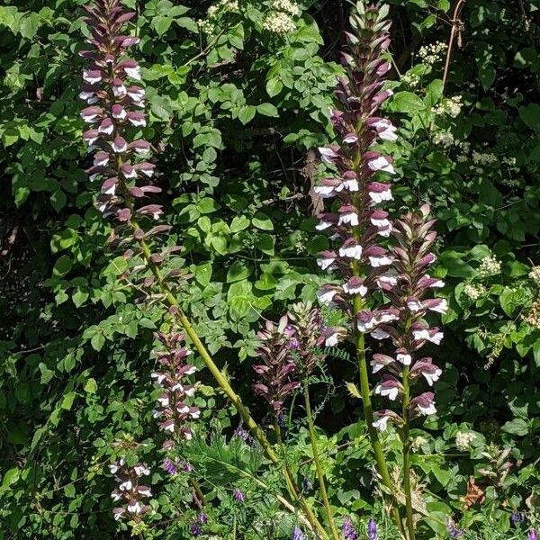 Acanthus spinosus Flower