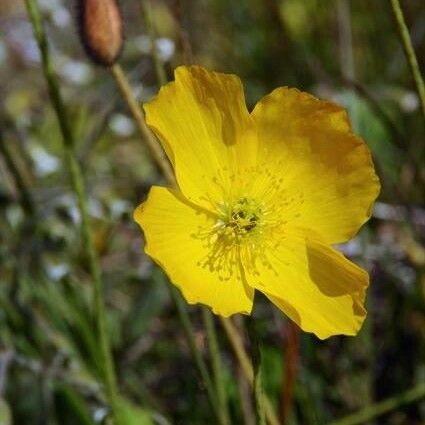 Papaver radicatum Blüte