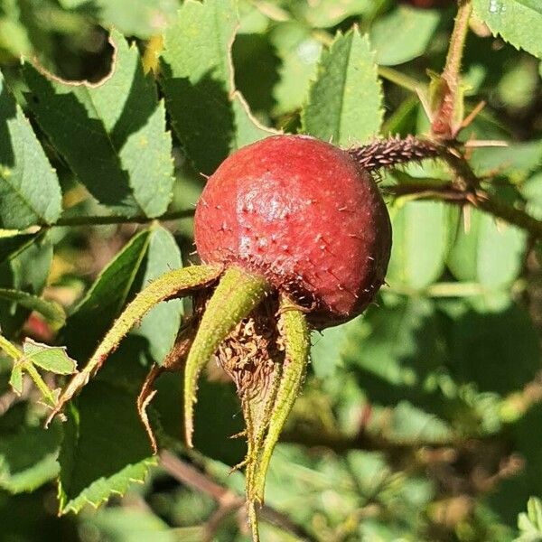 Rosa villosa Gyümölcs