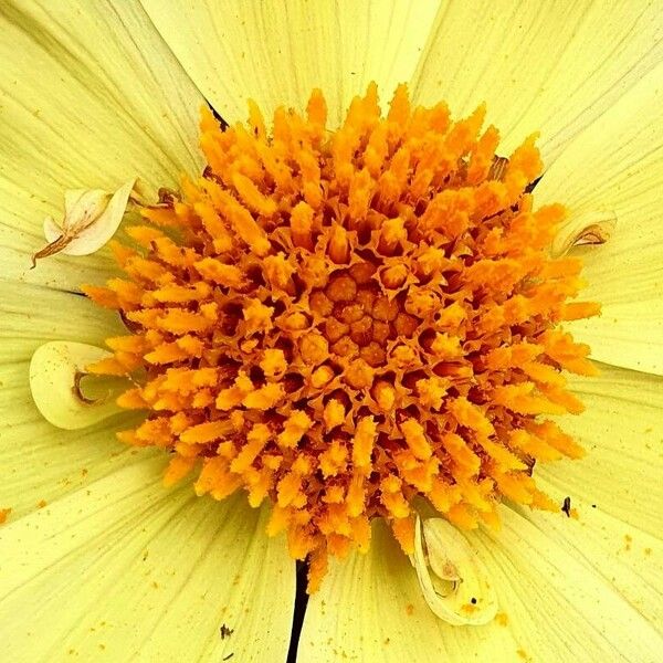 Coreopsis lanceolata Flower