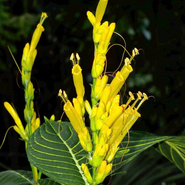 Sanchezia oblonga Flower