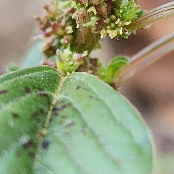 Amaranthus graecizans പുഷ്പം