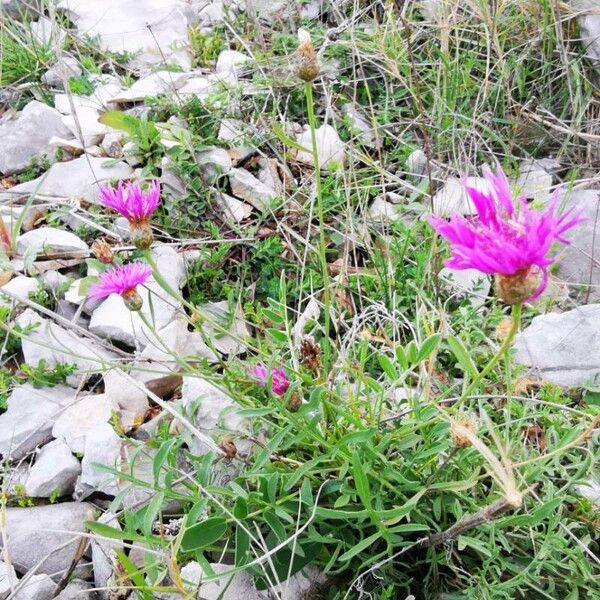 Centaurea napifolia Habit