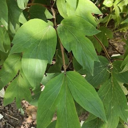 Paeonia officinalis Leaf