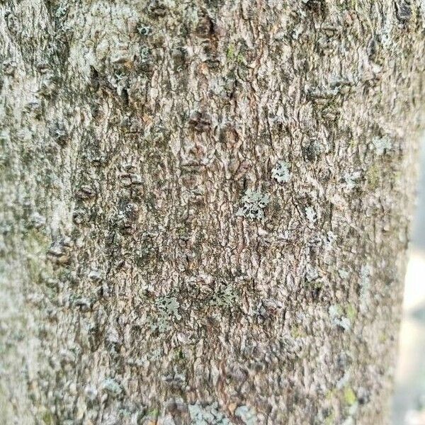 Magnolia virginiana Bark