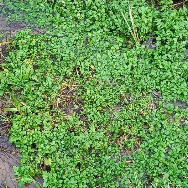 Nasturtium officinale Habit