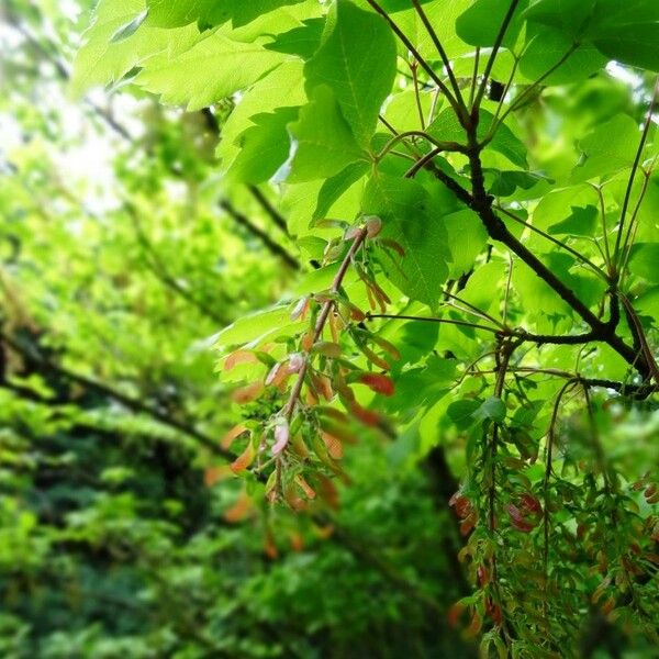 Acer cissifolium Fruit