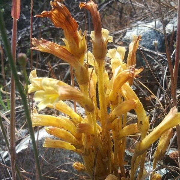 Orobanche fasciculata Flower