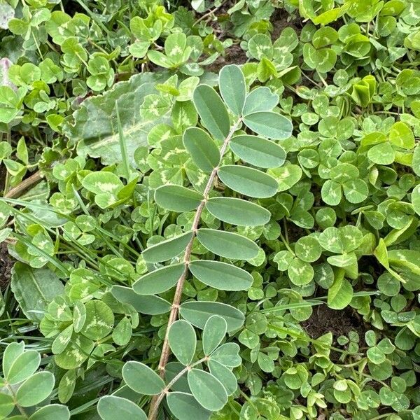 Onobrychis viciifolia Лист