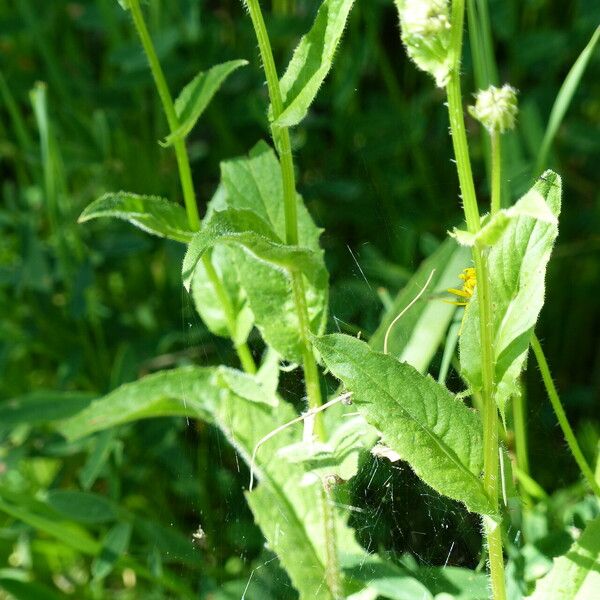 Crepis pyrenaica Лист