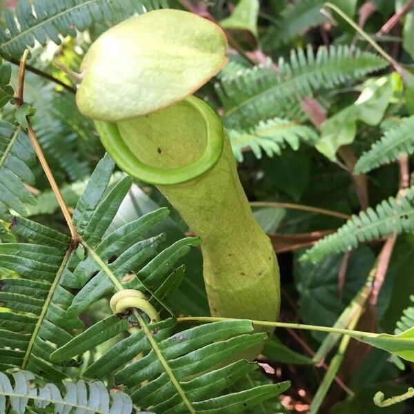 Nepenthes mirabilis Leaf