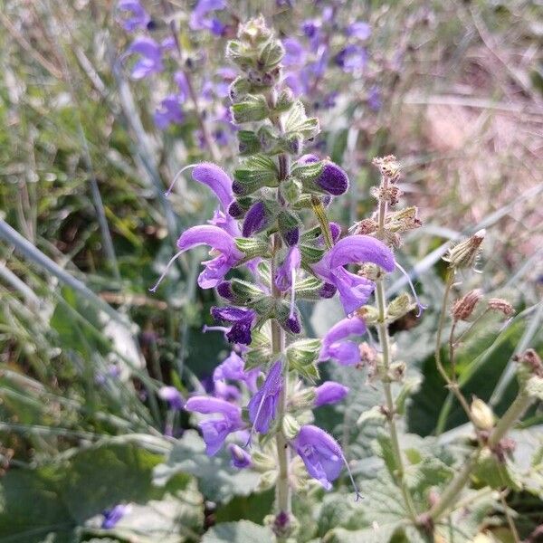 Salvia pratensis Žiedas