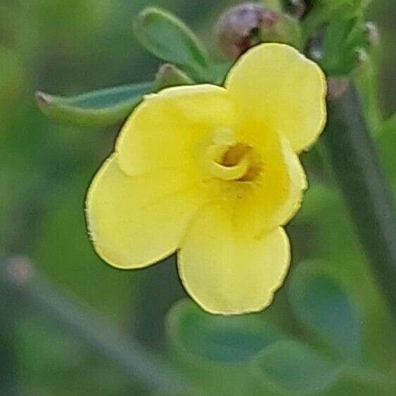 Jasminum fruticans ফুল