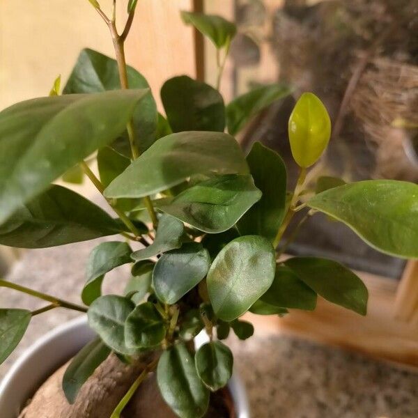 Ficus retusa Blatt