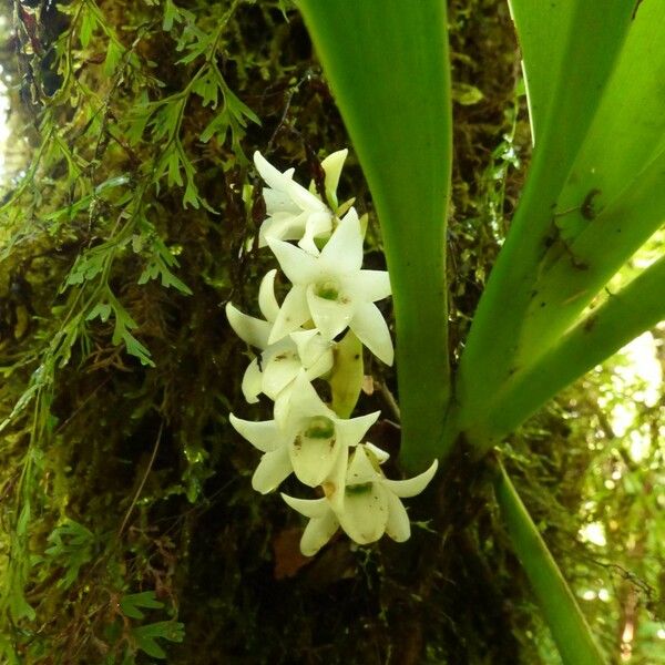 Angraecum bracteosum 花