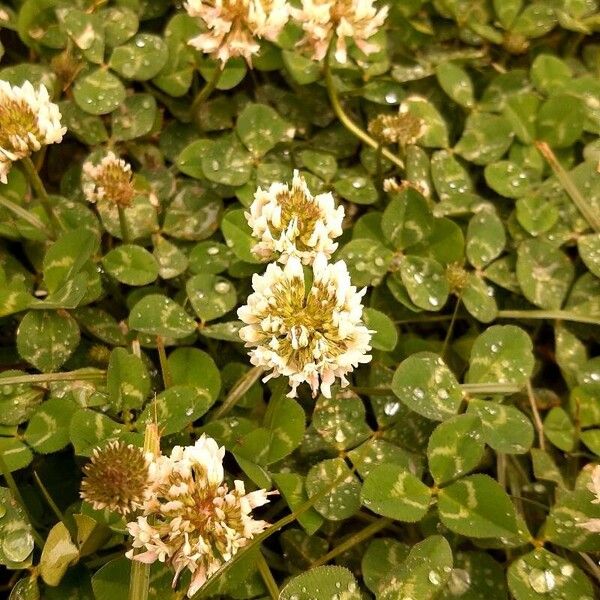 Trifolium repens Flors