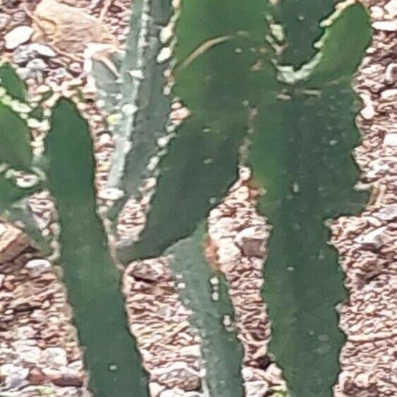 Euphorbia triangularis Hostoa