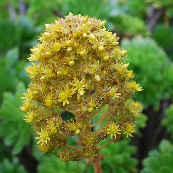 Aeonium arboreum Цвят