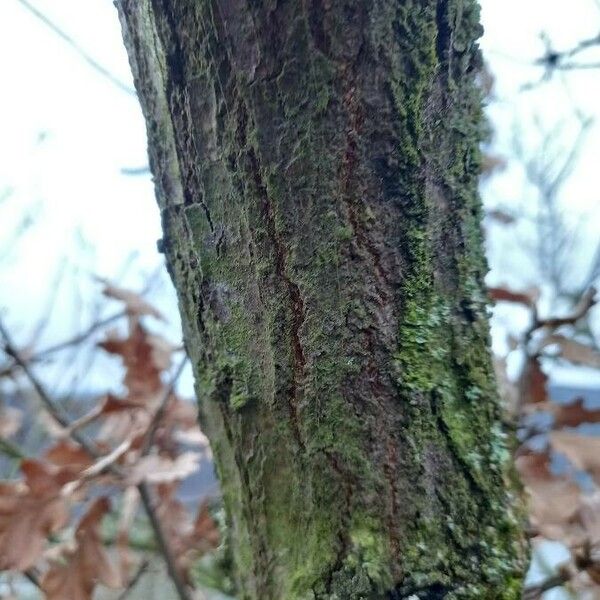 Quercus robur പുറംതൊലി