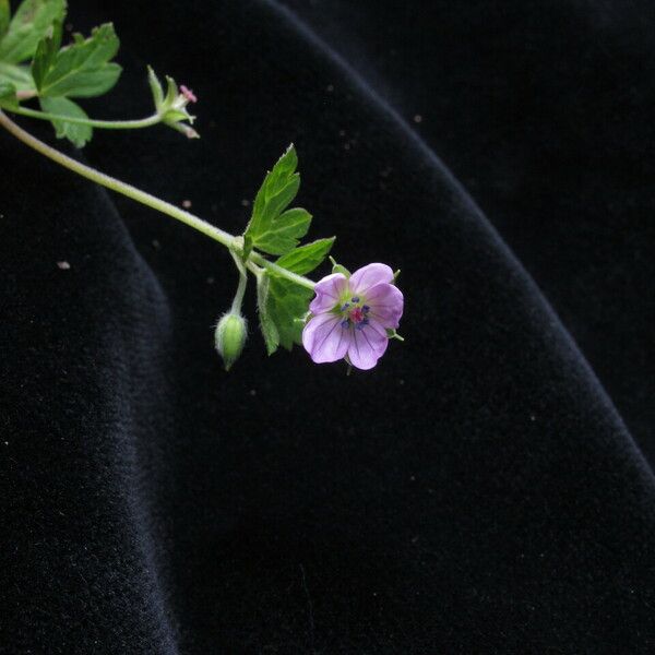 Geranium nepalense Habit