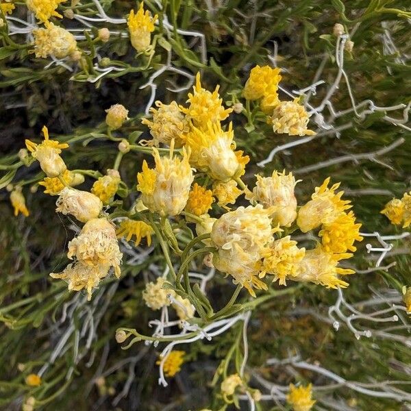 Acamptopappus shockleyi Virág