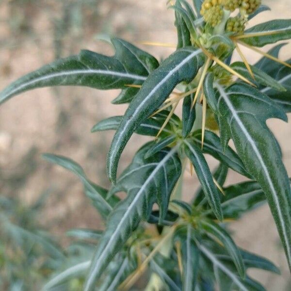 Xanthium spinosum 葉
