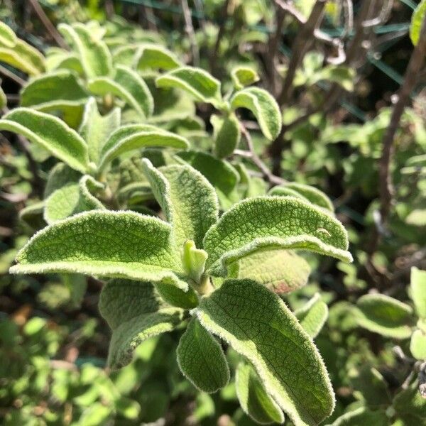 Cistus creticus Blad