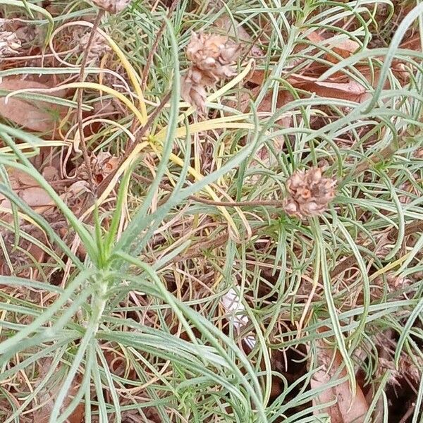 Plantago sempervirens Lehti