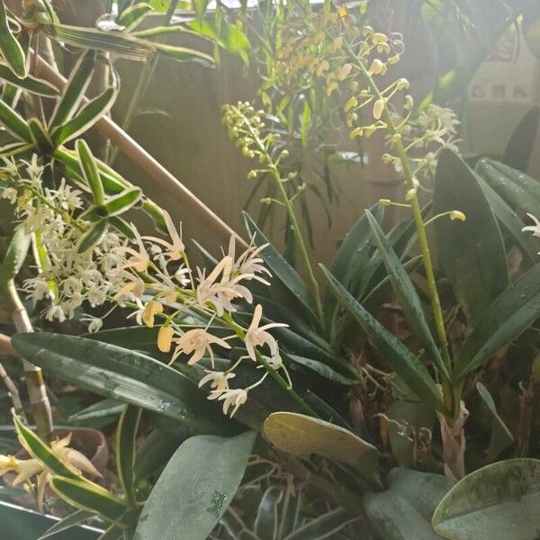 Dendrobium speciosum Кветка