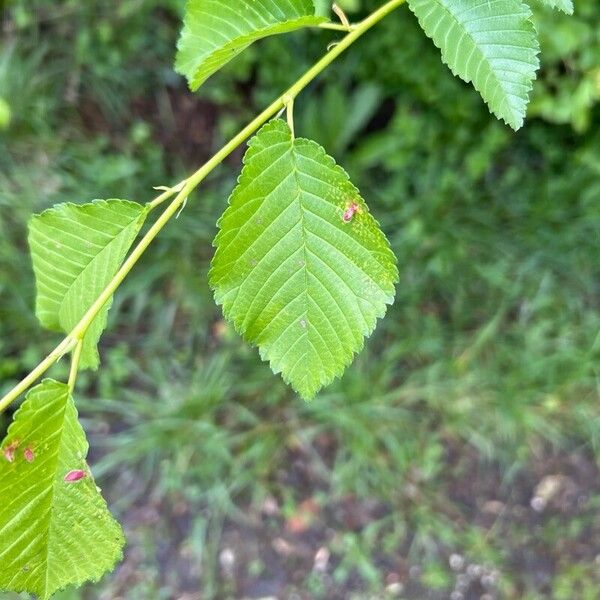 Ulmus davidiana Foglia