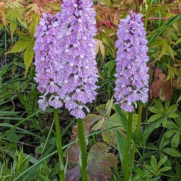 Dactylorhiza maculata Цветок