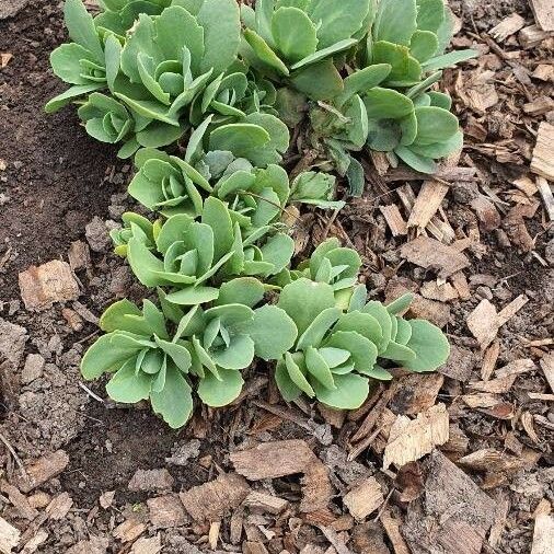 Hylotelephium telephioides Frunză