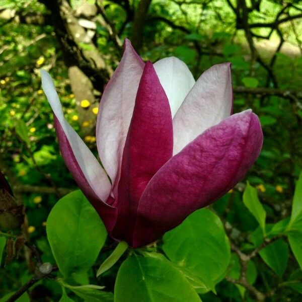 Magnolia liliiflora Blodyn
