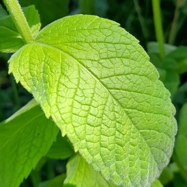 Mentha × rotundifolia Folha